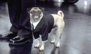 Men in Black Frank Pug