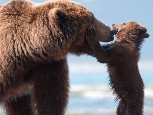 disney-bears-ap-review