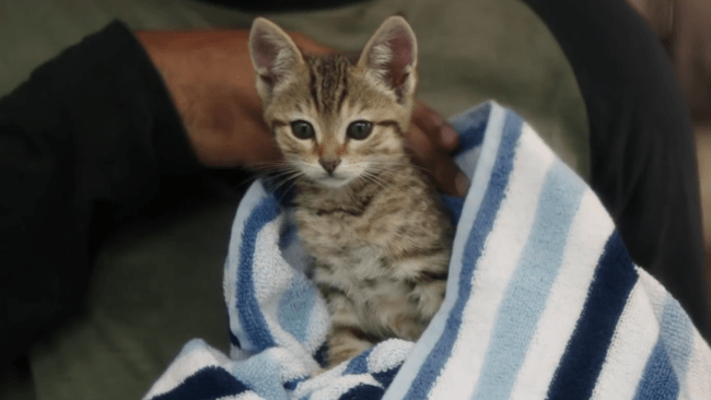 ct-video-keegan-michael-key-and-jordan-peele-keanu-20160311