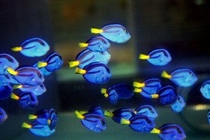 blue-hippo-tang-dory